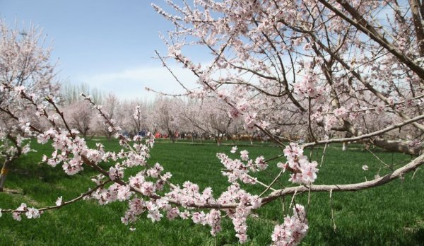 春風(fēng)十里迎五一